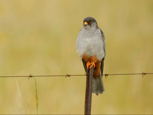 Amur Falcon