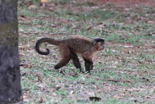 Black-striped Capuchin
