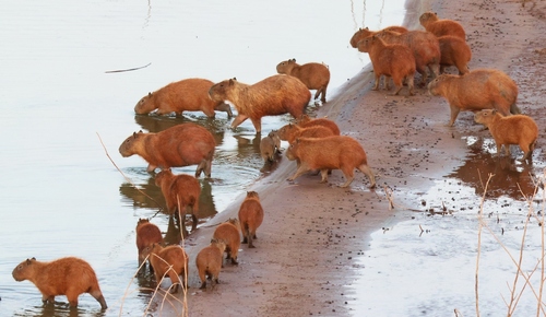 Capybara