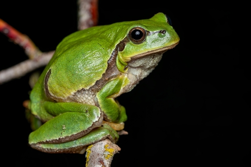 Savoir ce qu'est l'espèce « Iberian Tree Frog »