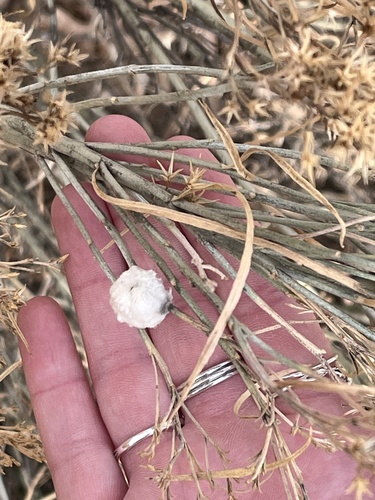 Unknown species found near High Line Canal Trail, Littleton, CO, US