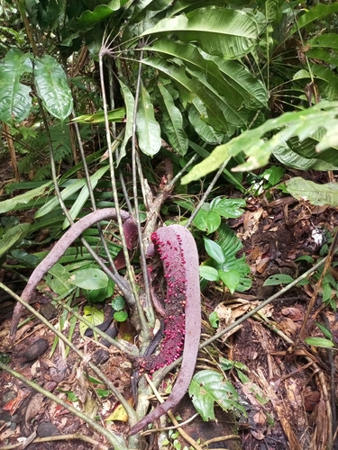 Anthurium pentaphyllum