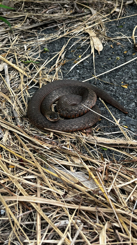 Common keelback sighting