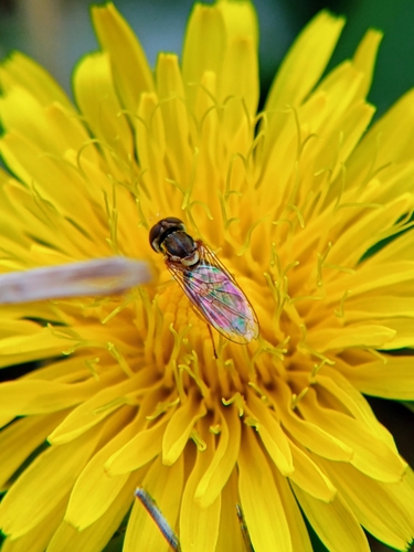 Unknown species found near Denton County, TX, USA