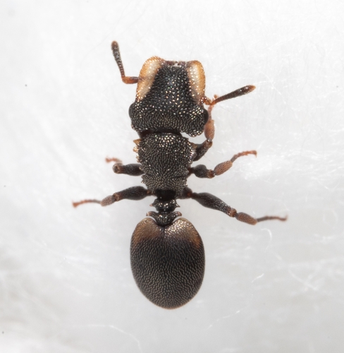 Cephalotes notatusCephalotes notatus