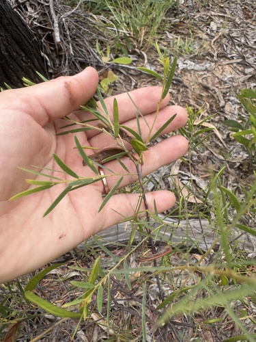 Acacia yirrkallensis thumbnail