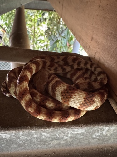 Brown Tree Snake sighting