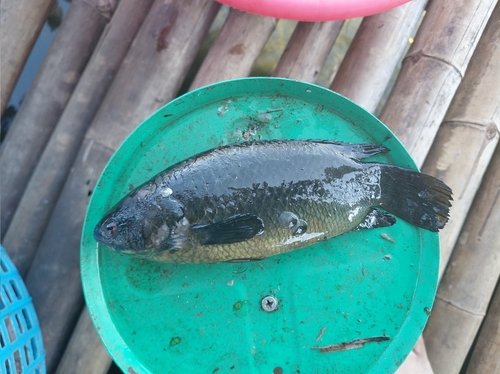Climbing Perch