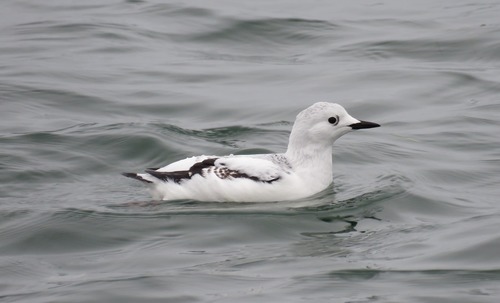 Black Guillemot