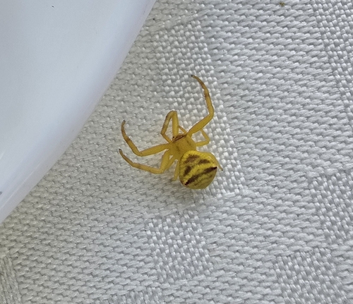 Thomisus australis