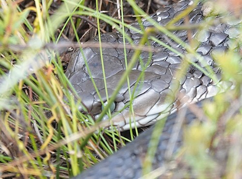 Tiger Snake sighting