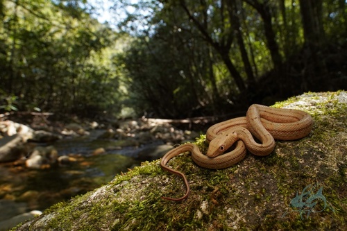 Elaphe carinata carinata