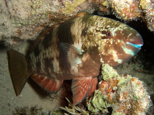 Rusty Parrotfish