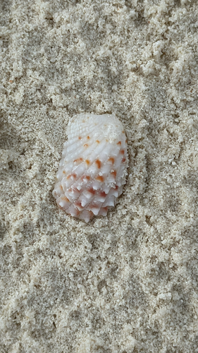 Cardita variegata