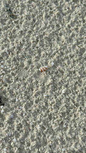 Palmadusta asellus