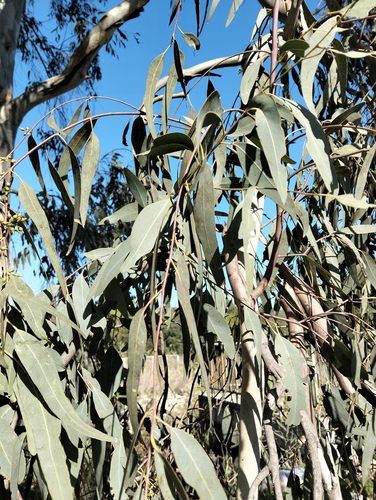 Avistamiento Eucalyptus camaldulensis