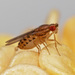 Drosophila busckii - Photo (c) Fero Bednar, όλα τα δικαιώματα διατηρούνται, uploaded by Fero Bednar
