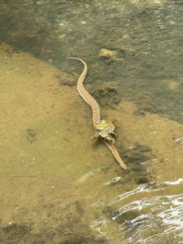 Arafura File Snake sighting