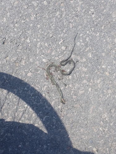 Golden Tree Snake