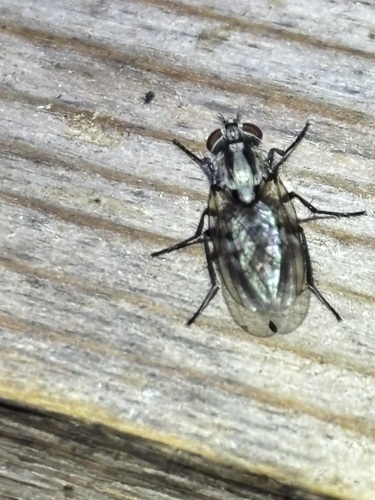 Unknown species found near Windsor Park, Austin, TX 78723, USA