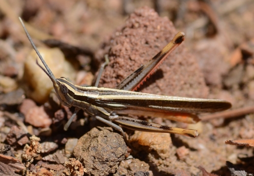 Texas Mermiria