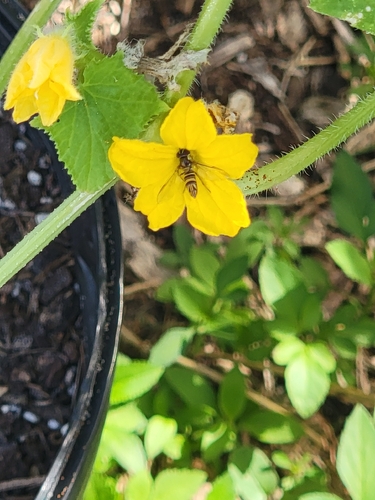 Unknown species found near Fruitland Dr. & Saxon Ob, Deltona, FL 32725, USA