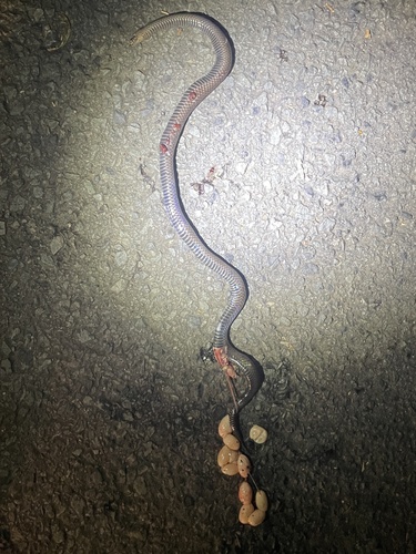 White-crowned Snake sighting