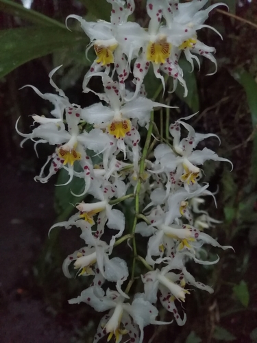 Oncidium