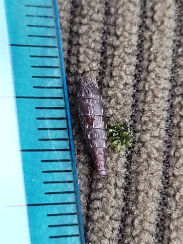 Clausilia bidentata