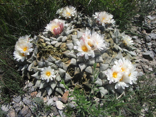 Ariocarpus retusus