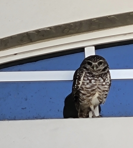 View observation of {o.common_name} on iNaturalist