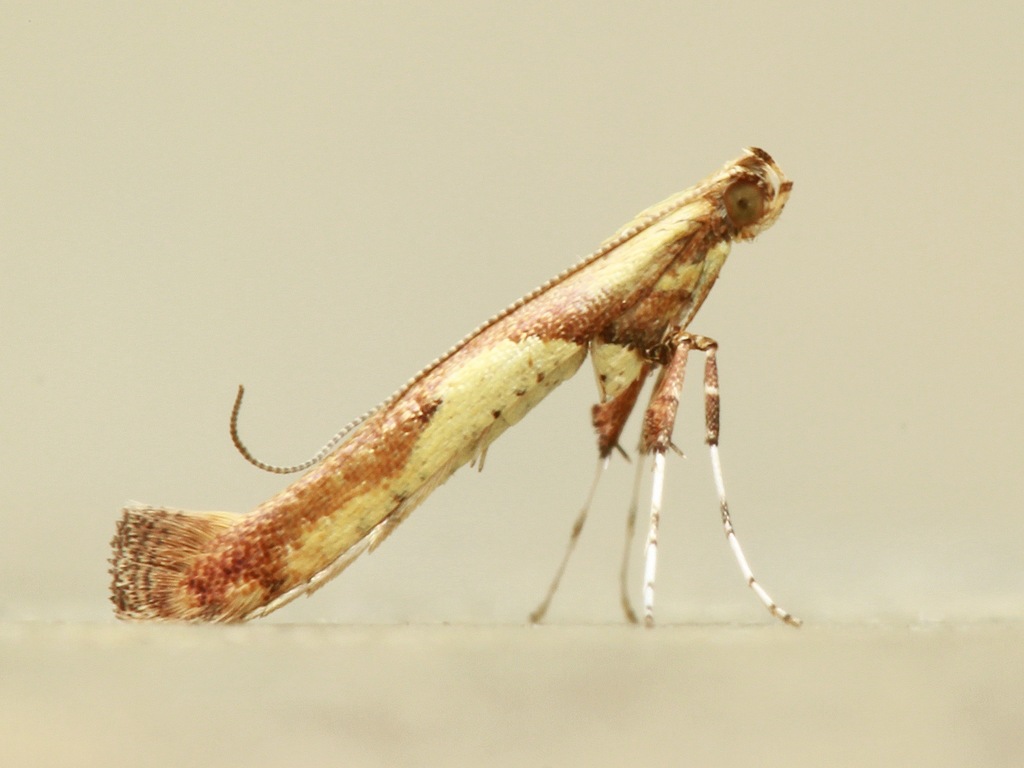 Box-elder leafminer