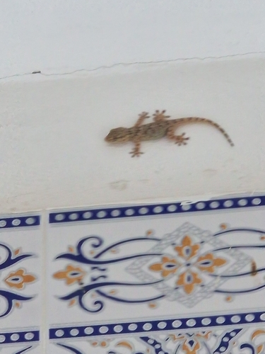 Moorish Gecko