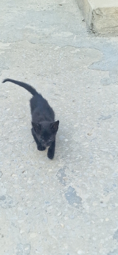 Domestic Cat
