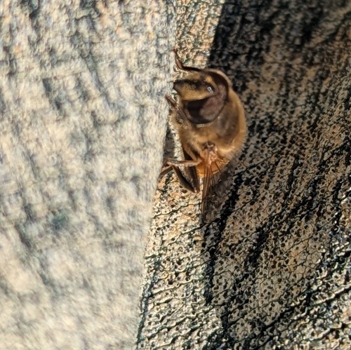 Unknown species found near Baltimore County, US-MD, US