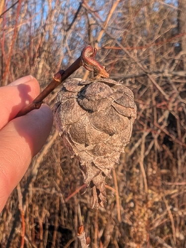 Unknown species found near Sharon, CT 06069, USA
