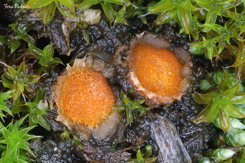 Lamprospora retispora