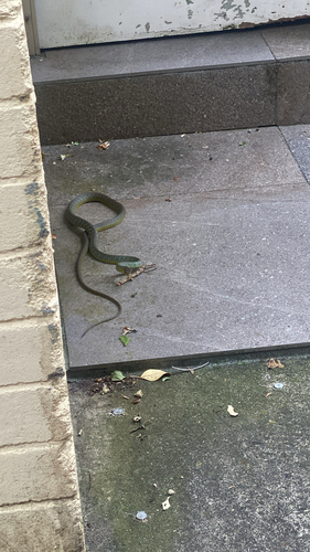 Common Tree Snake sighting