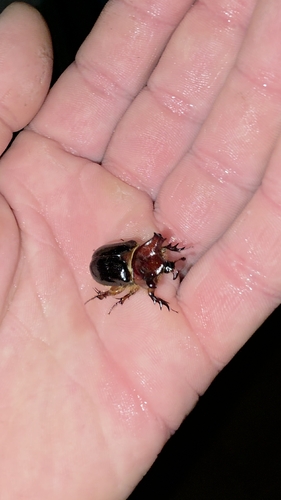 Pseudoryctes etunus