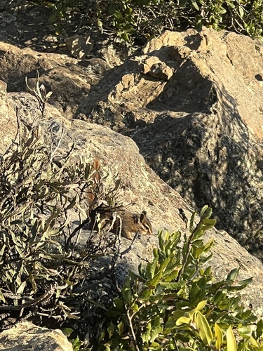 Sonoma Chipmunk observed by mooshcake