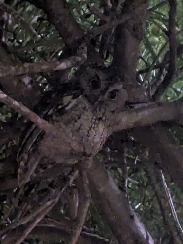 View observation of {o.common_name} on iNaturalist