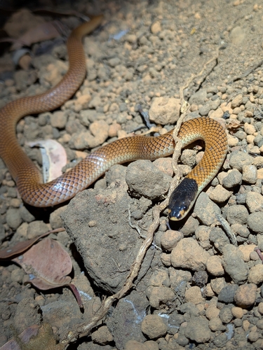 Gould's Hooded Snake sighting