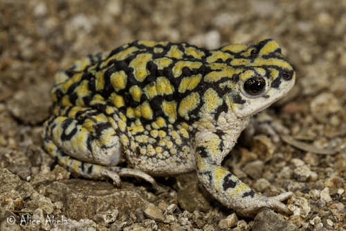 Sonoran Green Toad