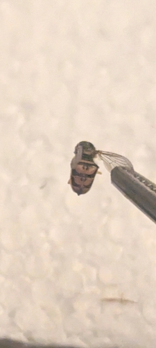 Unknown species found near Bridgeville STSC @ Mill/Cannon St, Bridgeville, DE 19933, USA