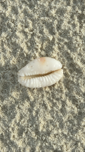 Naria erosa
