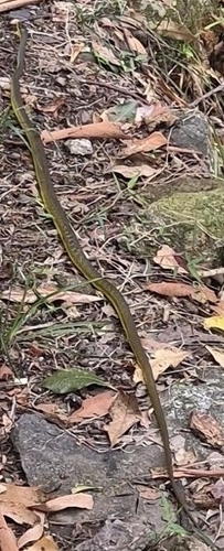 Common Tree Snake sighting