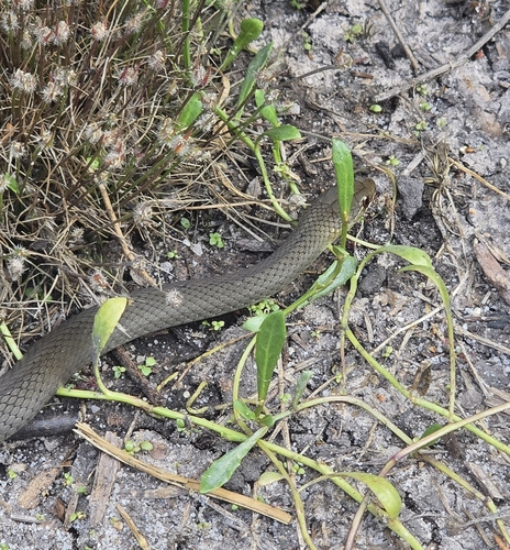 Marsh Snake sighting