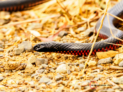 Red-bellied Black Snake sighting