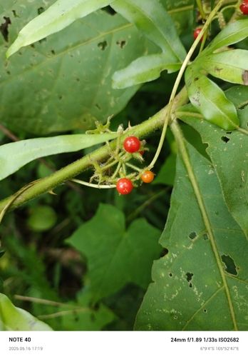 Jamaican nightshade