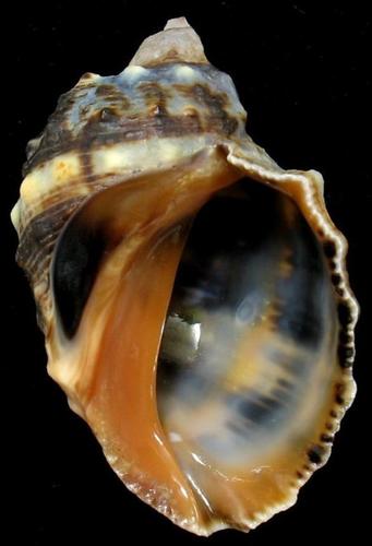 Widemouth Rocksnail